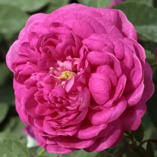 90-120 cm - Trandafiri - Rose de Resht - 